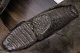 Wide Woolly Mammoth Lower Jaw With M/M Molars - Ukraine #370317-12